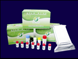 Ochratoxin A ELISA Test Kit