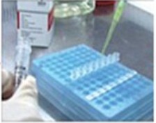 Avian Influenza Virus H5 Subtype RT-PCR Nucleic Acid Detection Kit